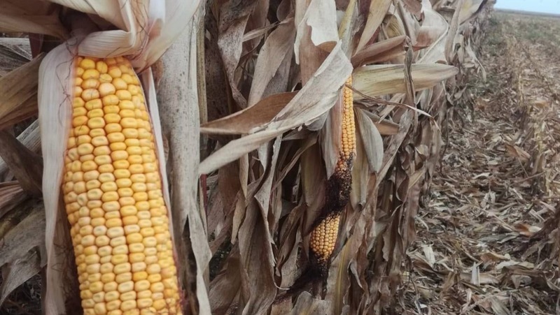 Аграрии Ставрополья намолотили 828 тыс. тонн кукурузы 