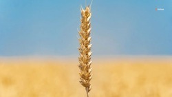 Ставропольские аграрии убрали более 120 тысяч гектаров зерновых культур