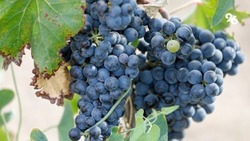 Более 44 тыс. тонн винограда собрали на Ставрополье