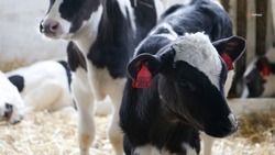 Зимовка ставропольского скота проходит в штатном режиме