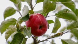 Фестиваль яблок пройдёт на Ставрополье