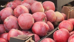 Садоводы Ставрополья собрали 75 тыс. тонн яблок