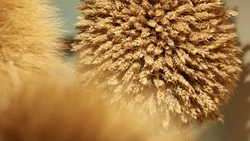 Свыше 50 тыс. тонн семян заготовят на Ставрополье для весеннего сева