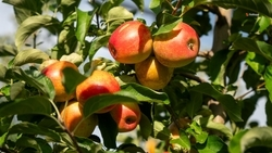 Садоводы Георгиевского округа собрали 36 тыс. тонн яблок