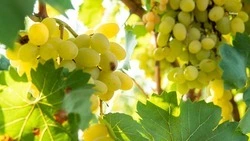 Уборка винограда стартовала в Георгиевском округе