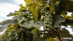 В Георгиевском округе Ставрополья появятся новые виноградники
