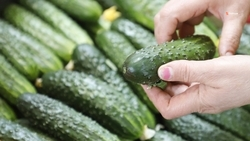 Круглогодичное производство огурцов наладят в ставропольском посёлке