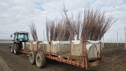 Закладка садов проходит в Георгиевском округе