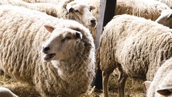 Ставрополье наладит поставки овечьих шкур в Беларусь 