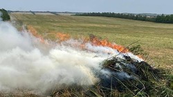 Более 300 кг дикорастущей конопли сожгли в Георгиевском округе