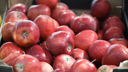 На Ставрополье собрали первую тысячу тонн яблок