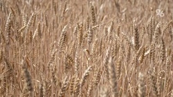 Более 576 млн долларов принёс Ставрополью экспорт сельхозпродукции
