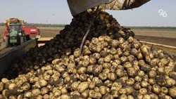 На Ставрополье собрали уже 70 процентов годового урожая картофеля