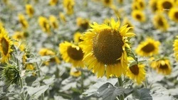 Ставрополье в 2022 году нарастило объёмы экспорта продукции АПК