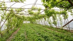 Поддержку на строительство теплиц получила ставропольская эко-ферма