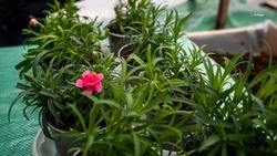 Соцконтракт помог ставропольчанке открыть цветочный бизнес