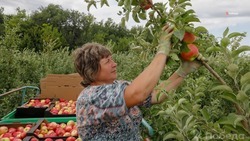 Ставропольские аграрии получили почти три миллиарда рублей господдержки