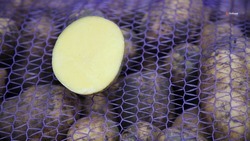 Картофелеводы Ставрополья наращивают долю отечественных семян 