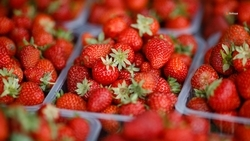 Более 60 тонн клубники собрали в тепличном комплексе на Ставрополье