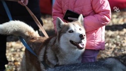 «Непредсказуемы, но поддаются дрессировке»: ставропольский зоопсихолог об особенностях воспитания беспородных собак 