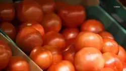 Ставрополье возглавило рейтинг регионов по производству тепличных овощей