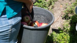 Около 35 тонн летних сортов яблок собрали на Ставрополье 