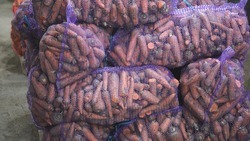 Ставропольские аграрии приступили к сбору моркови