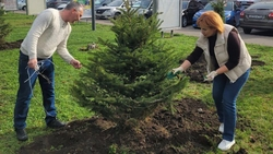 Ели высадили в Георгиевске по предложению губернатора Ставрополья