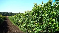 Отпашку укрывных сортов винограда ведут на Ставрополье 