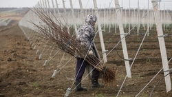 Осенняя закладка садов проходит в Георгиевском округе