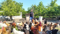 Разведением птицы занялась жительница Георгиевского округа благодаря соцконтракту