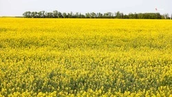Аграрии Ставрополья отметили прирост в сборе урожая рапса