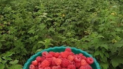 Около 39 тыс. кустов малины заложили в теплицах ставропольского посёлка