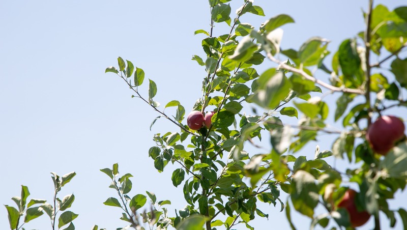 В Георгиевском округе убрали 272 га яблоневых садов