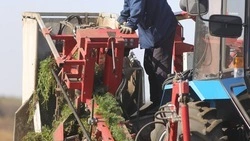 Ставропольские аграрии собрали 1,9 тыс. тонн овощей открытого грунта 