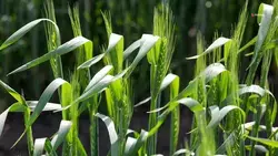 К 2023 году Ставрополье будет полностью обеспечено семенами кукурузы отечественной селекции 