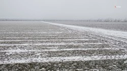 Около 95% ставропольских озимых находятся в хорошем и удовлетворительном состоянии