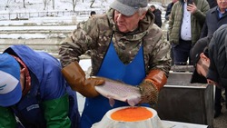 Производство товарной рыбы на Ставрополье увеличилось на 10% 