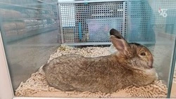 Зооэксперты из Ставрополя рассказал об особенностях содержания декоративных кроликов