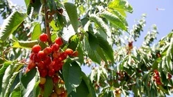 Порядка 120 тонн черешни собрали на Ставрополье