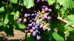 Уборку винограда завершили во всех хозяйствах Ставрополья