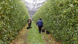 Суперинтенсивные яблоневые сады высадят в Георгиевском округе