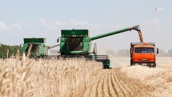 Производители зерна на Ставрополье получат порядка 270 миллионов рублей господдержки