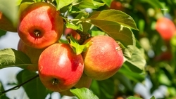 Новые технологии помогают Ставрополью наращивать производство фруктов