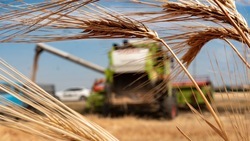 Сектор АПК Ставрополья обмолотил 22% зерновой уборочной площади