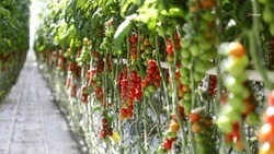 Более 6 тыс. тонн тепличных овощей собрали на Ставрополье за январь