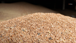 Ставропольские аграрии намолотили 823 тысячи тонн зерна