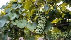 Господдержка позволила нарастить площади виноградников Ставрополья на 550 гектаров