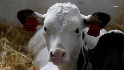 Шесть инвестпроектов реализуют на Ставрополье в отрасли молочного животноводства 