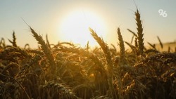 Аграрии Ставрополья застраховали около 20% сельхозплощадей благодаря господдержке
